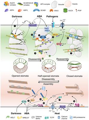 Controlling the Gate: The Functions of the Cytoskeleton in Stomatal Movement